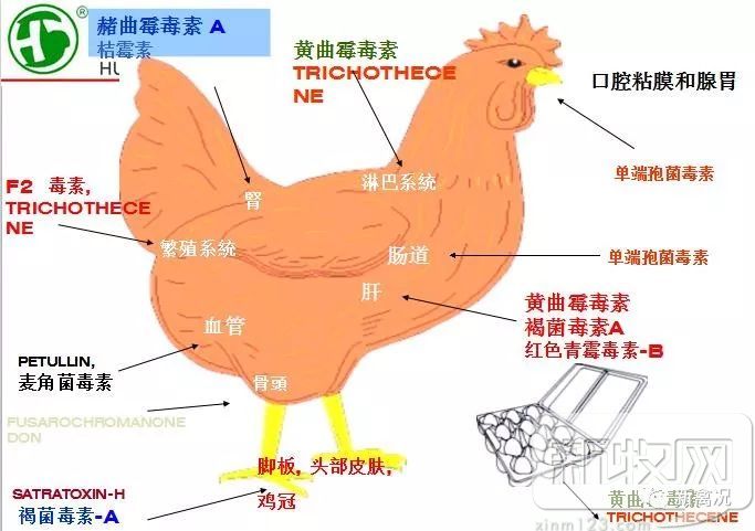 鸡的"沉默杀手"——霉菌危害如何防控?